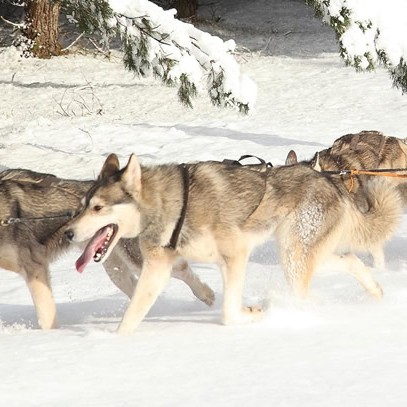 Bowland Trails Siberian husky