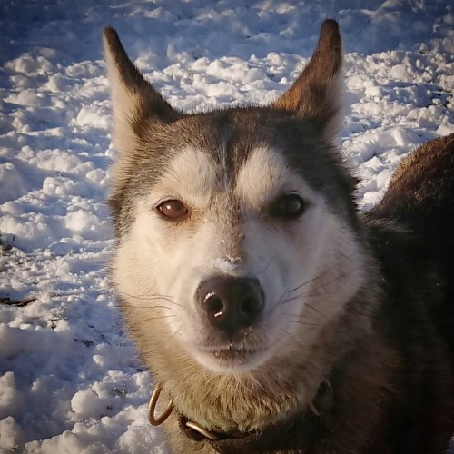 Bowland Trails Siberian Huskys will be visiting on Saturday 21st December
