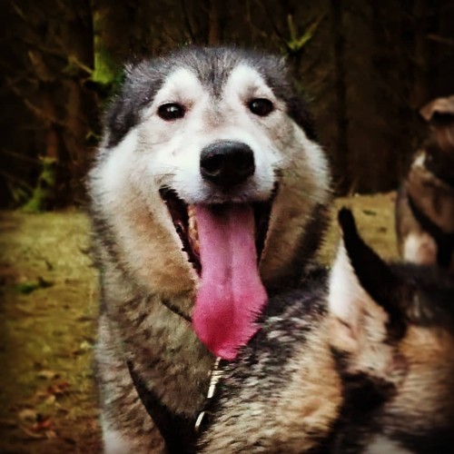 Bowland Trails Siberian Husky